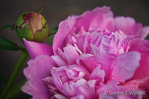Immature Mature_10726.jpg - Peonies photographed along the Rideau Canal Waterway near Smiths Falls, Ontario, Canada.